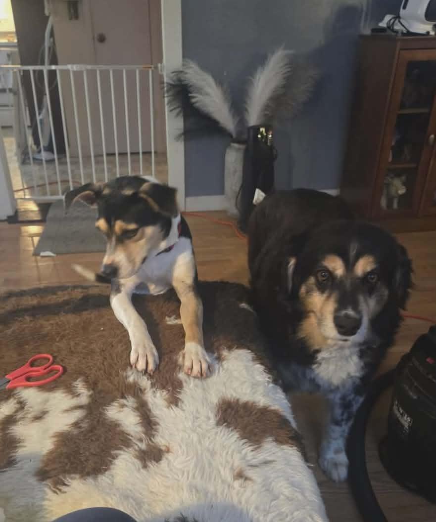 Dixie, a ADOPTABLE mixed breed in Hilham, TN image 4/6