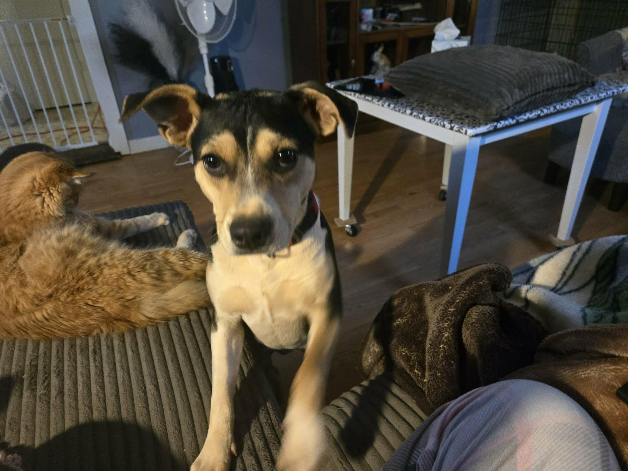 Dixie, a ADOPTABLE mixed breed in Hilham, TN image 2/6