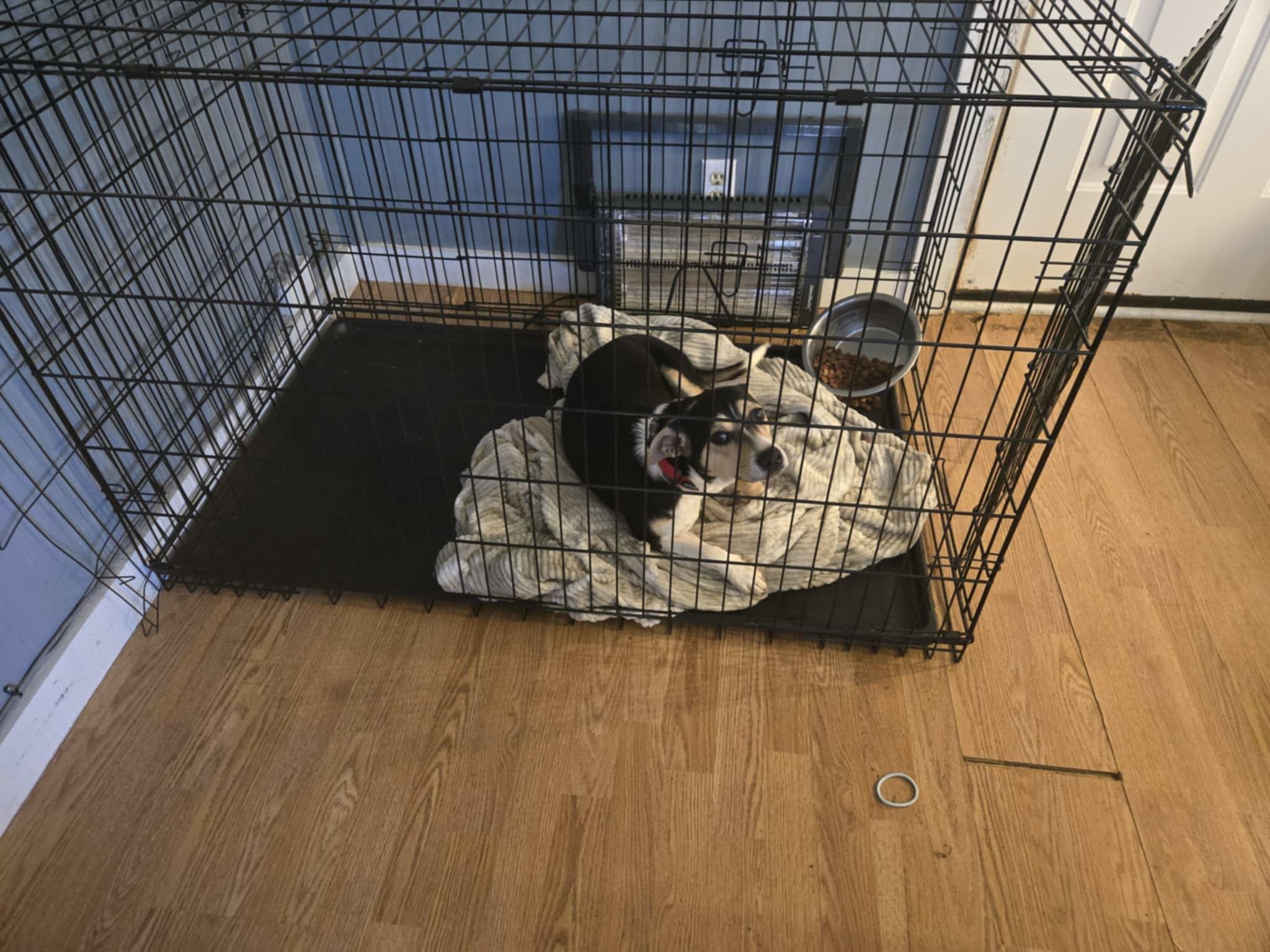 Dixie, a ADOPTABLE mixed breed in Hilham, TN image 5/6