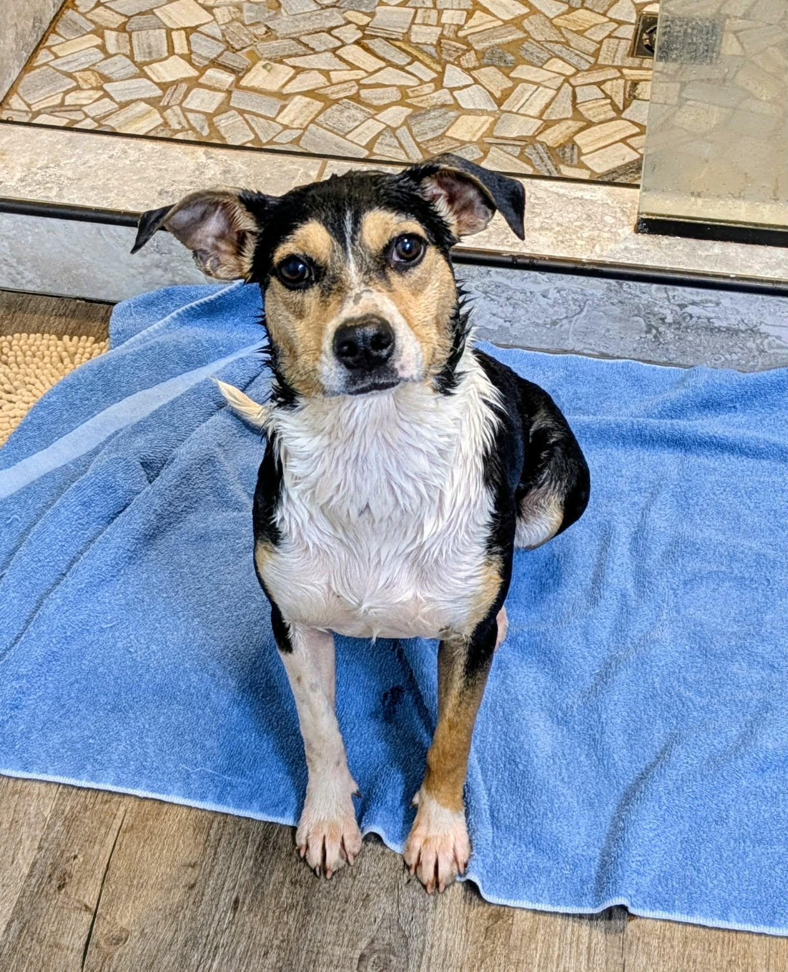 Dixie, ADOPTABLE, Puppy Female Terrier.