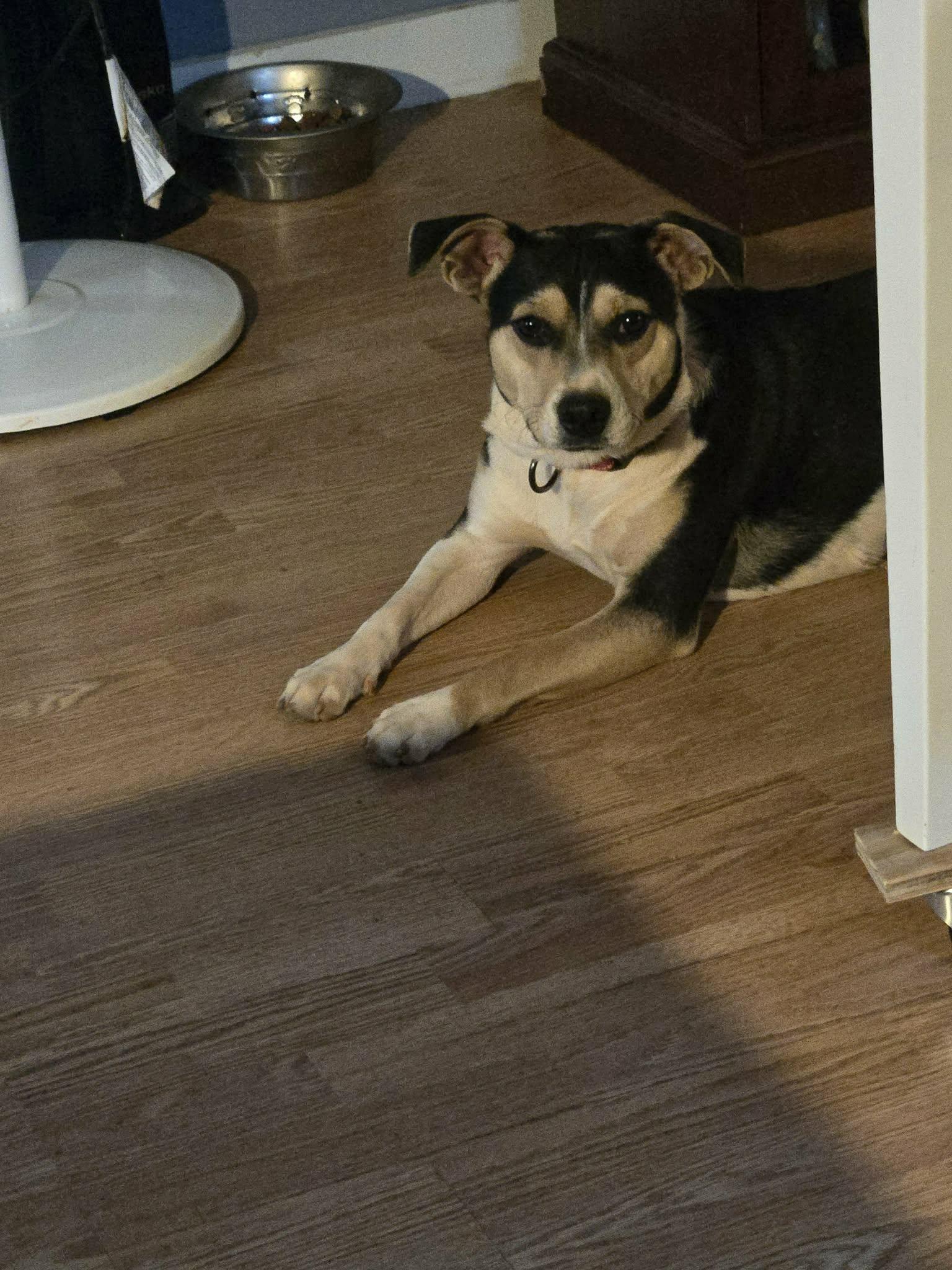 Dixie, a ADOPTABLE mixed breed in Hilham, TN image 3/6