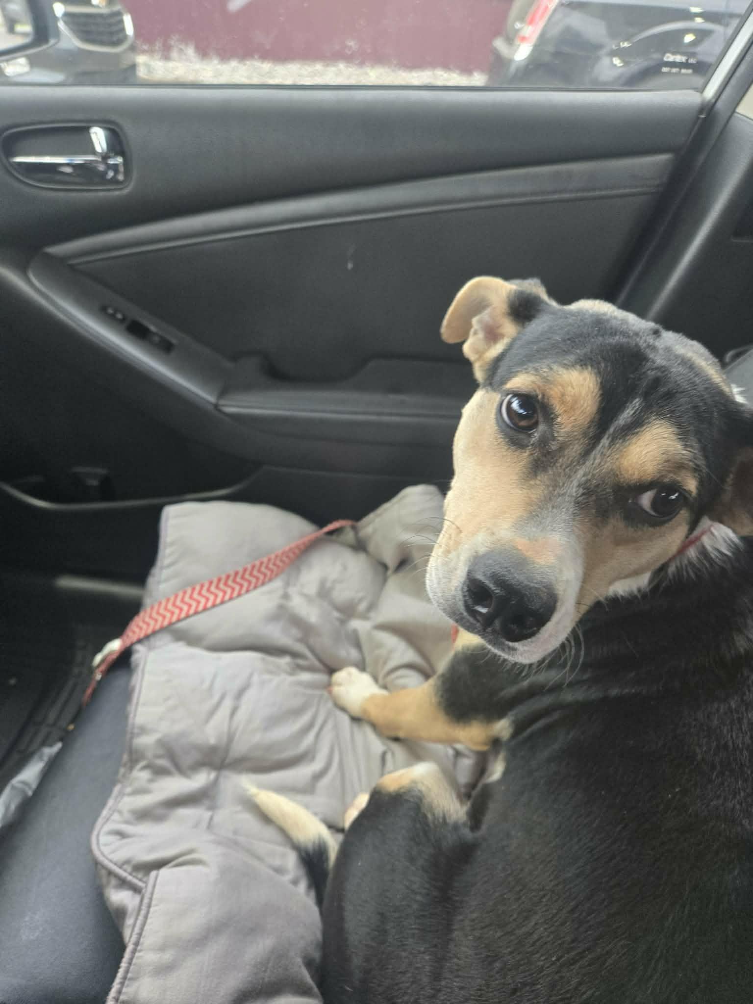 Dixie, a ADOPTABLE mixed breed in Hilham, TN image 6/6