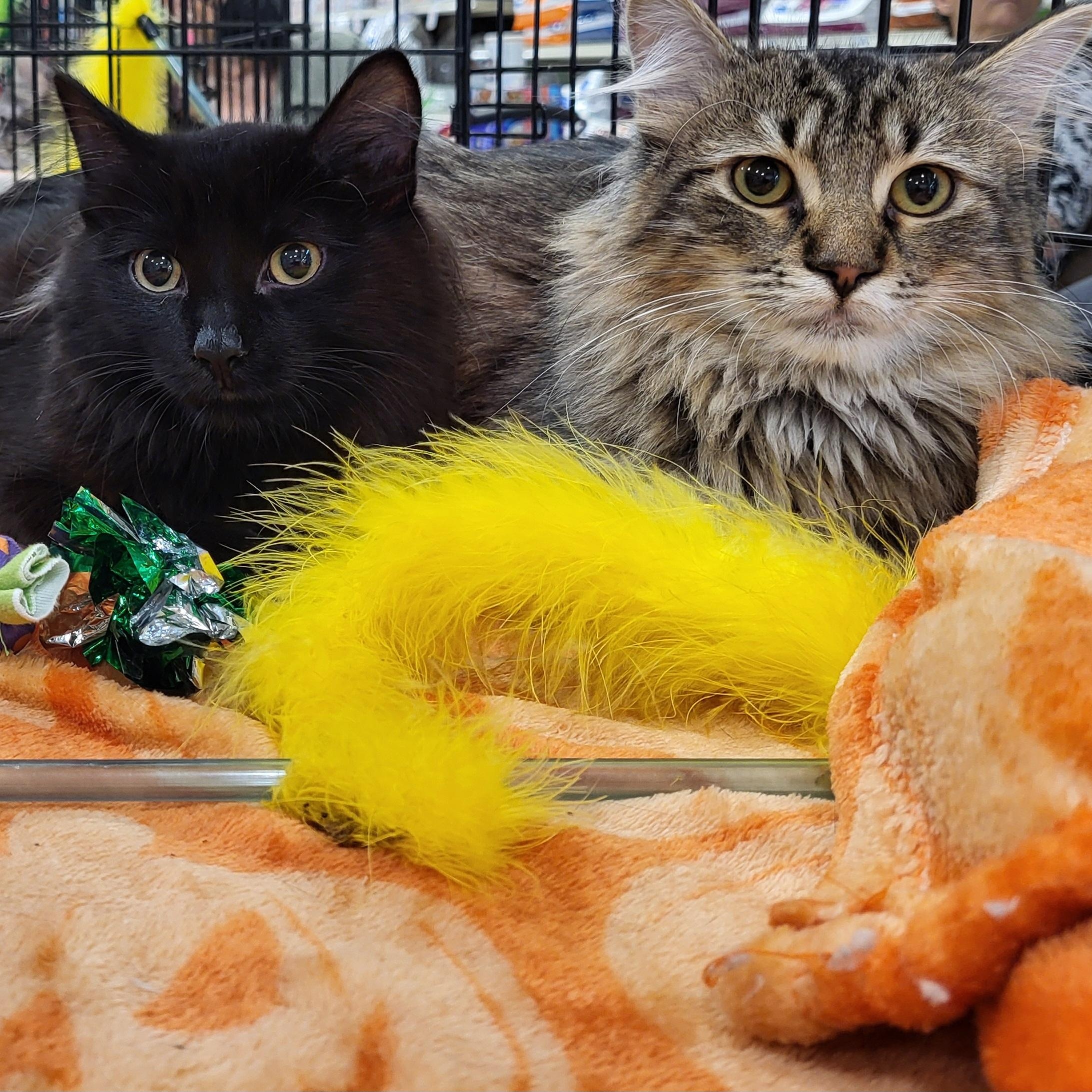 Enlarge Denver, a Adopted Domestic Medium Hair in Spring Lake Park, MN image 5/5