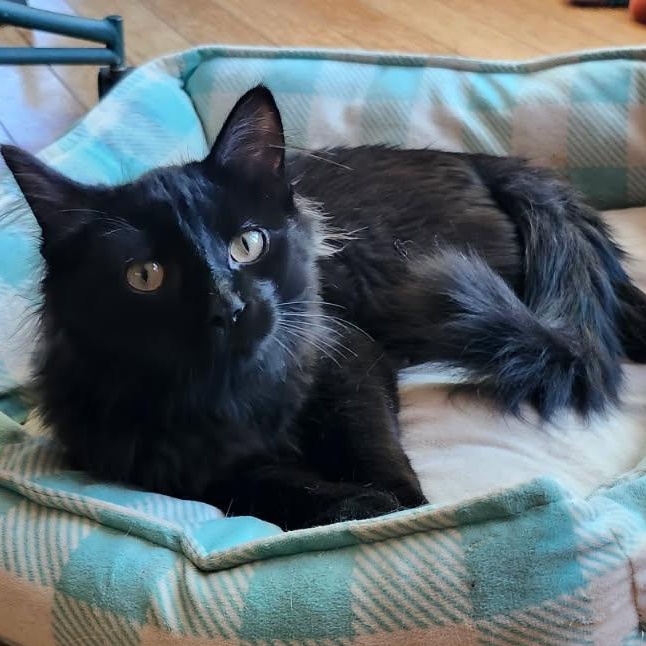 Enlarge Denver, a Adopted Domestic Medium Hair in Spring Lake Park, MN image 1/5