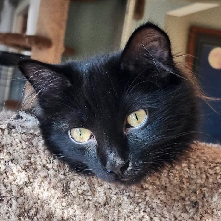 Enlarge Denver, a Adopted Domestic Medium Hair in Spring Lake Park, MN image 3/5