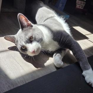 Enlarge Tom, a ADOPTABLE Domestic Short Hair in Phoenixville, PA image 3/3