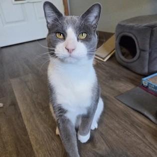 Enlarge Tom, a ADOPTABLE Domestic Short Hair in Phoenixville, PA image 2/3