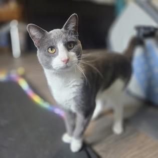 Tom, ADOPTABLE, Adult Male Domestic Short Hair.