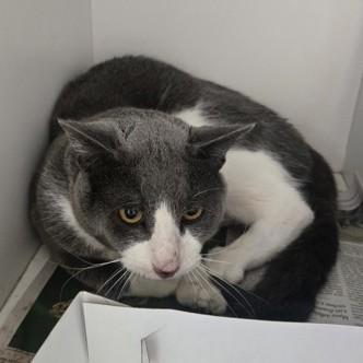 Tom, ADOPTABLE, Adult Male Domestic Short Hair.