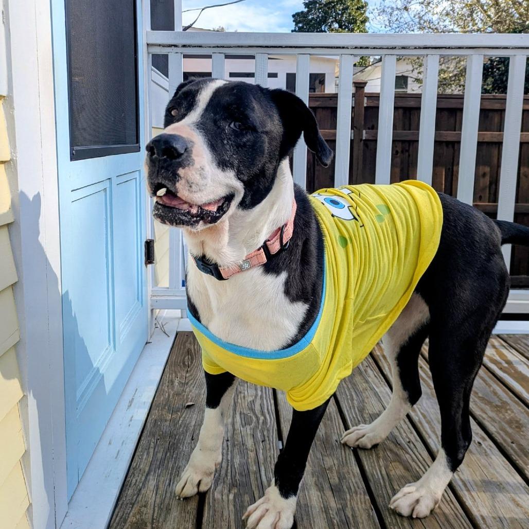 Dove — thumbnail 2