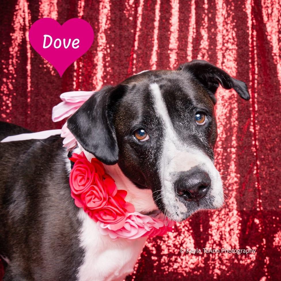 Dove — thumbnail 3