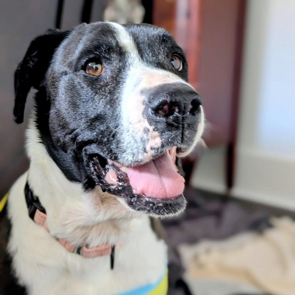 Dove — thumbnail 4