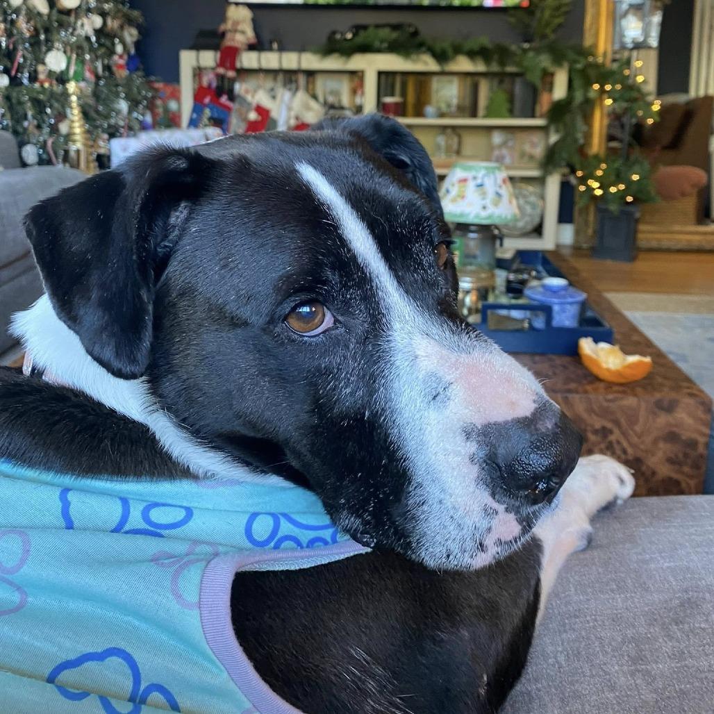 Dove — thumbnail 5