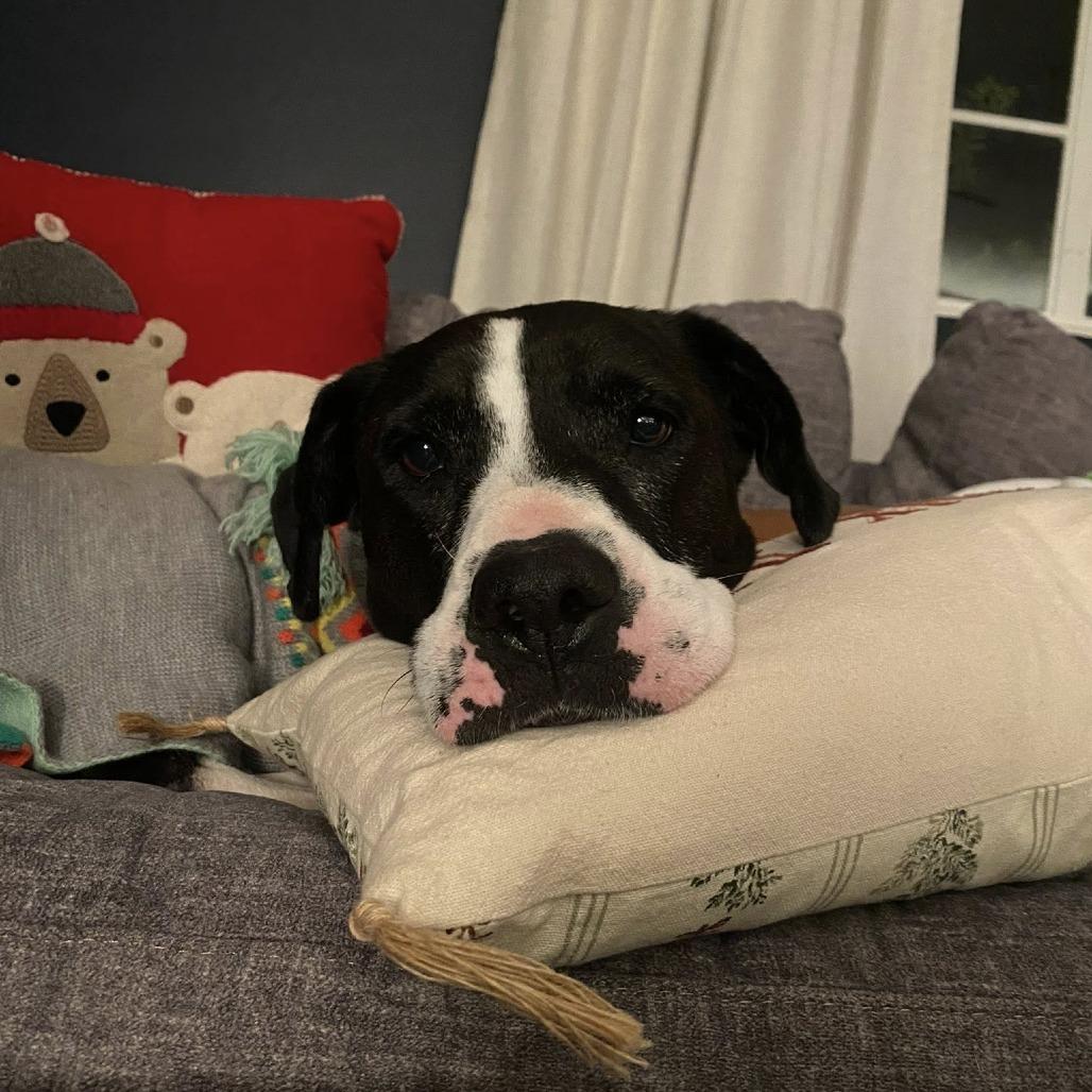 Dove — thumbnail 6