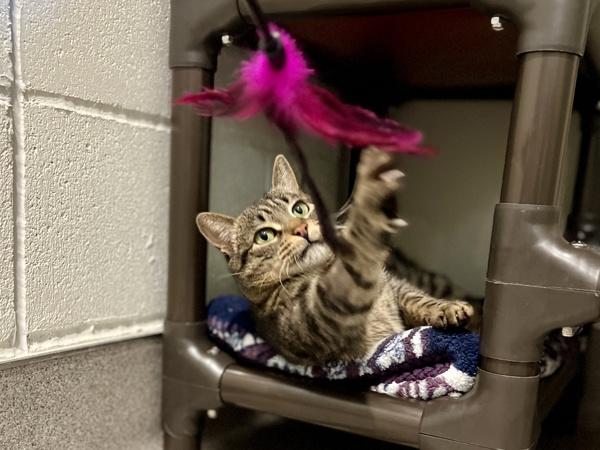 Izzy — thumbnail 2