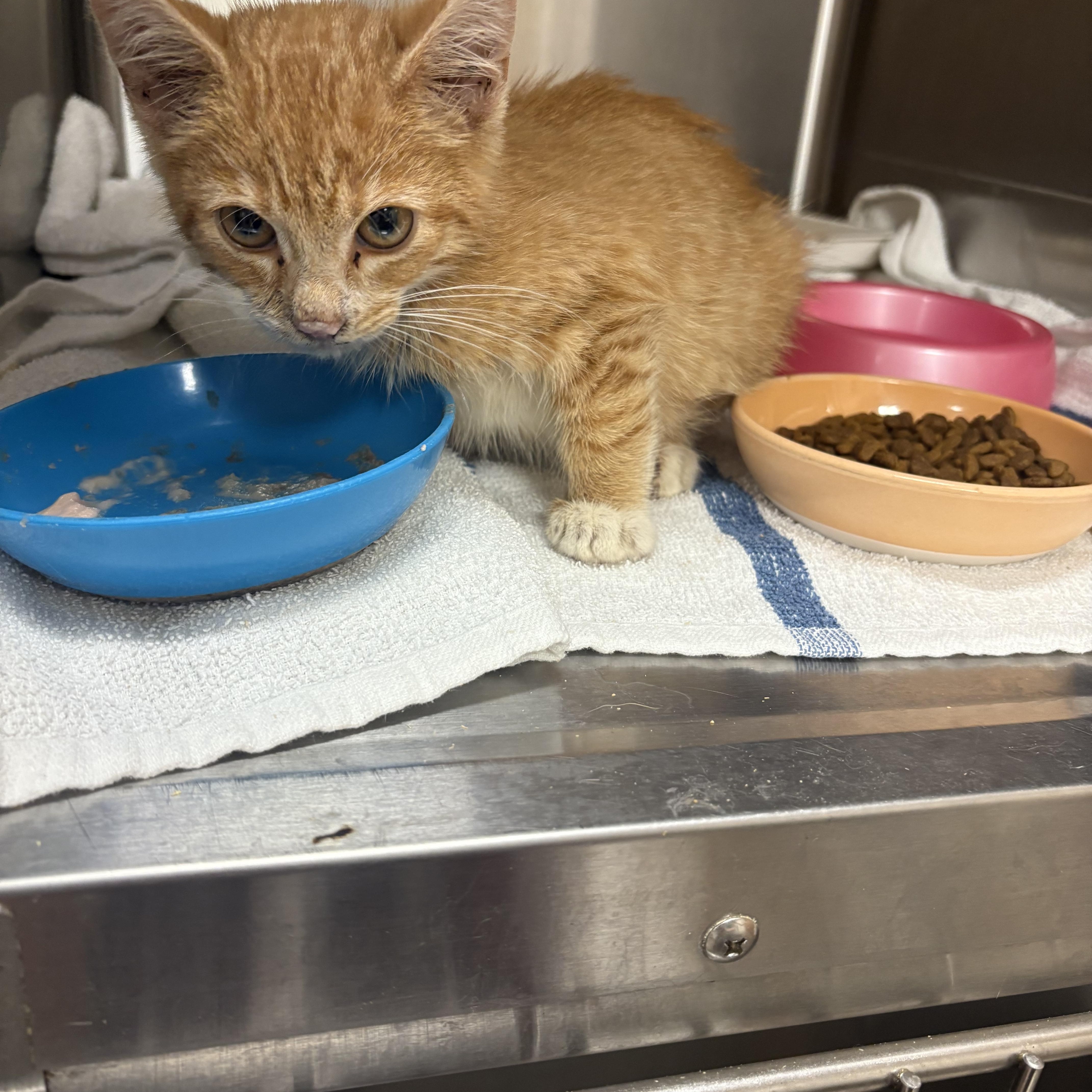 Enlarge General Tso, a Adoptable Domestic Short Hair in Saltville, VA image 1/1
