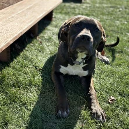 Enlarge Piper, an adopted mixed breed in Mission, KS image 1/4