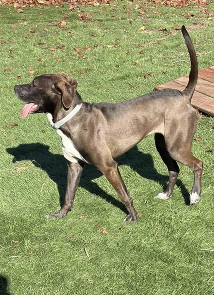 Enlarge Piper, an adopted mixed breed in Mission, KS image 4/4