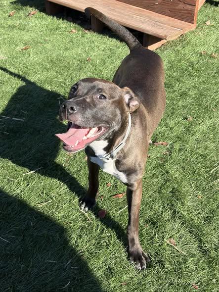 Enlarge Piper, an adopted mixed breed in Mission, KS image 2/4