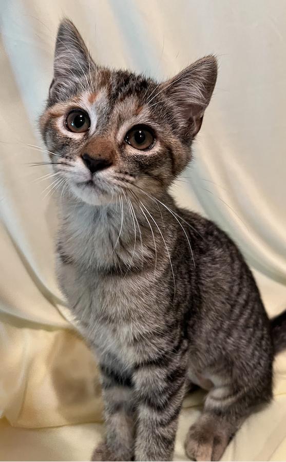 Phoebe, Adopted, Young Female Domestic Short Hair.