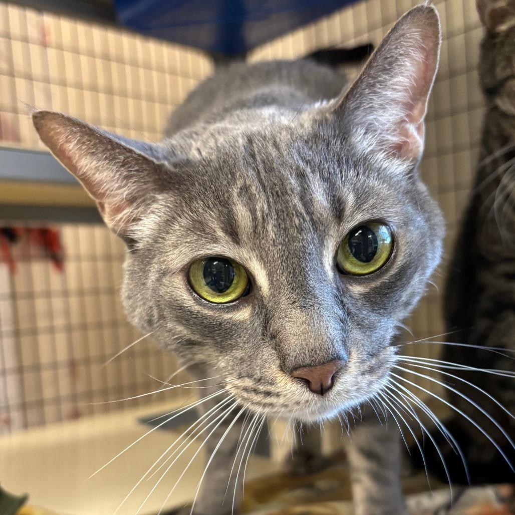Gandalf, Adoptable, Senior Male Domestic Short Hair.