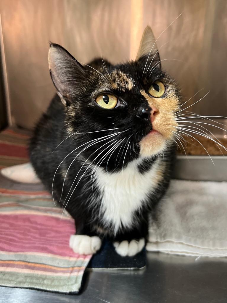 Louisiana, Adoptable, Adult Female Domestic Short Hair.