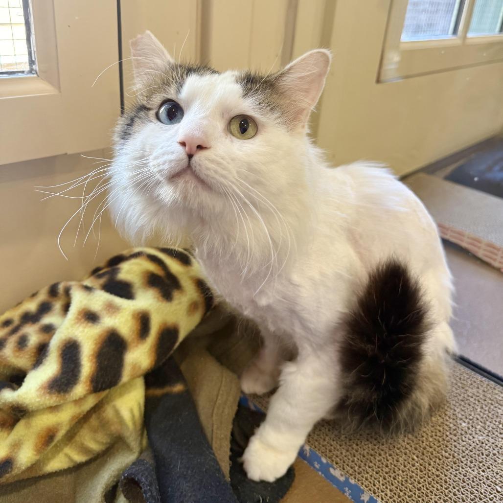Enlarge Franz, a Adoptable Domestic Medium Hair in Agoura Hills, CA image 1/5