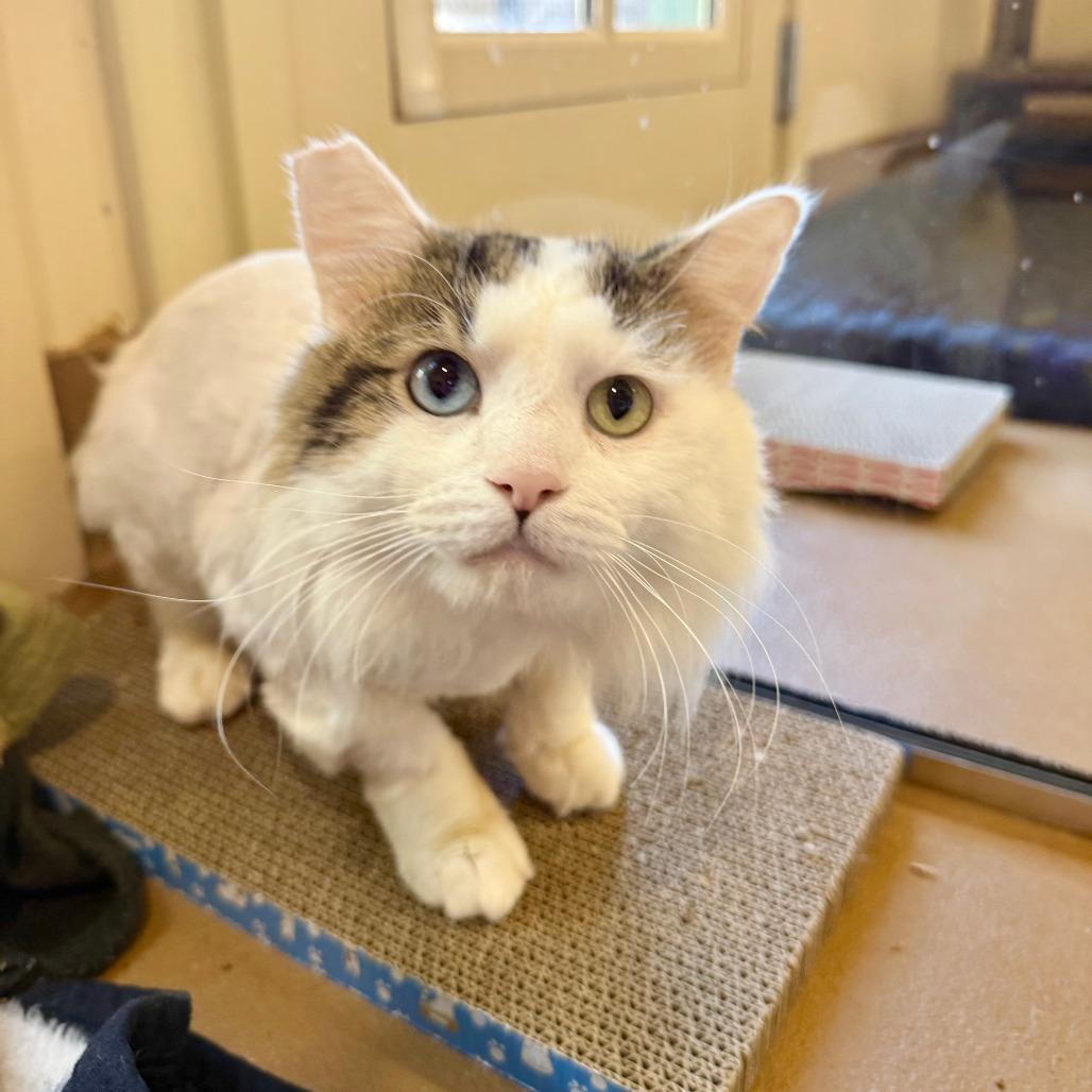 Enlarge Franz, a Adoptable Domestic Medium Hair in Agoura Hills, CA image 2/5