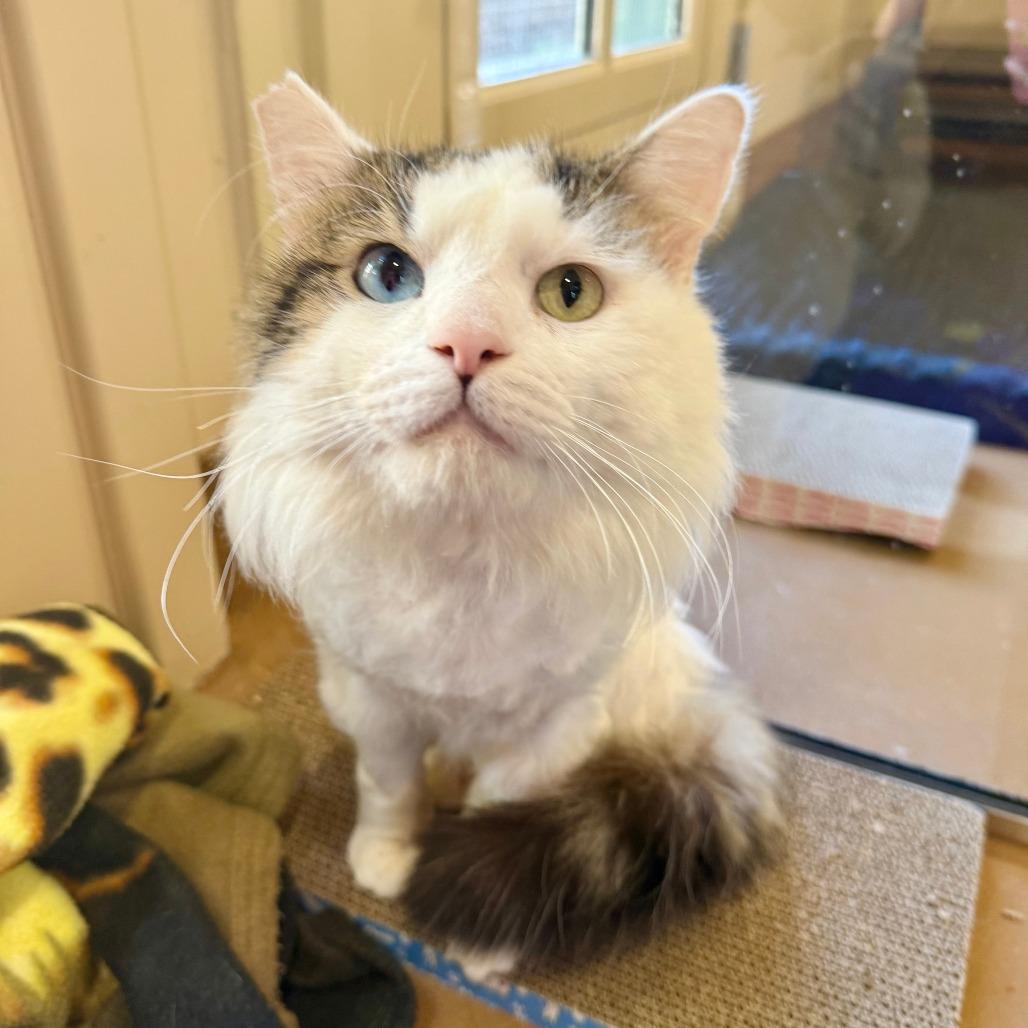 Enlarge Franz, a Adoptable Domestic Medium Hair in Agoura Hills, CA image 3/5