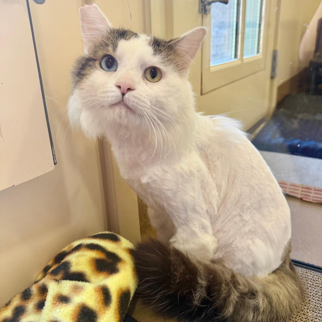 Enlarge Franz, a Adoptable Domestic Medium Hair in Agoura Hills, CA image 4/5