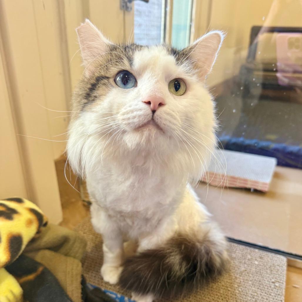 Enlarge Franz, a Adoptable Domestic Medium Hair in Agoura Hills, CA image 5/5