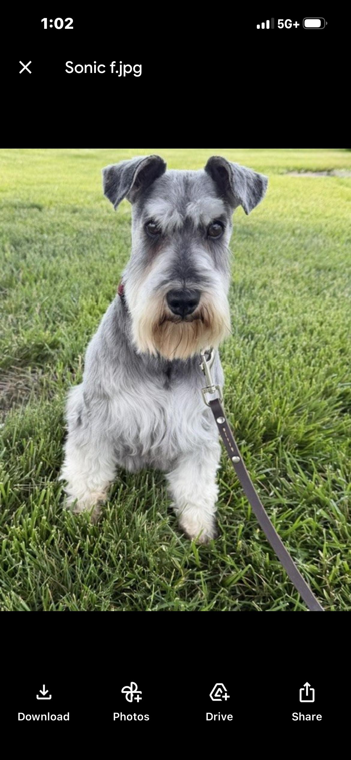 Enlarge Sonic, an adopted Miniature Schnauzer in Saint Louis, MO image 1/1
