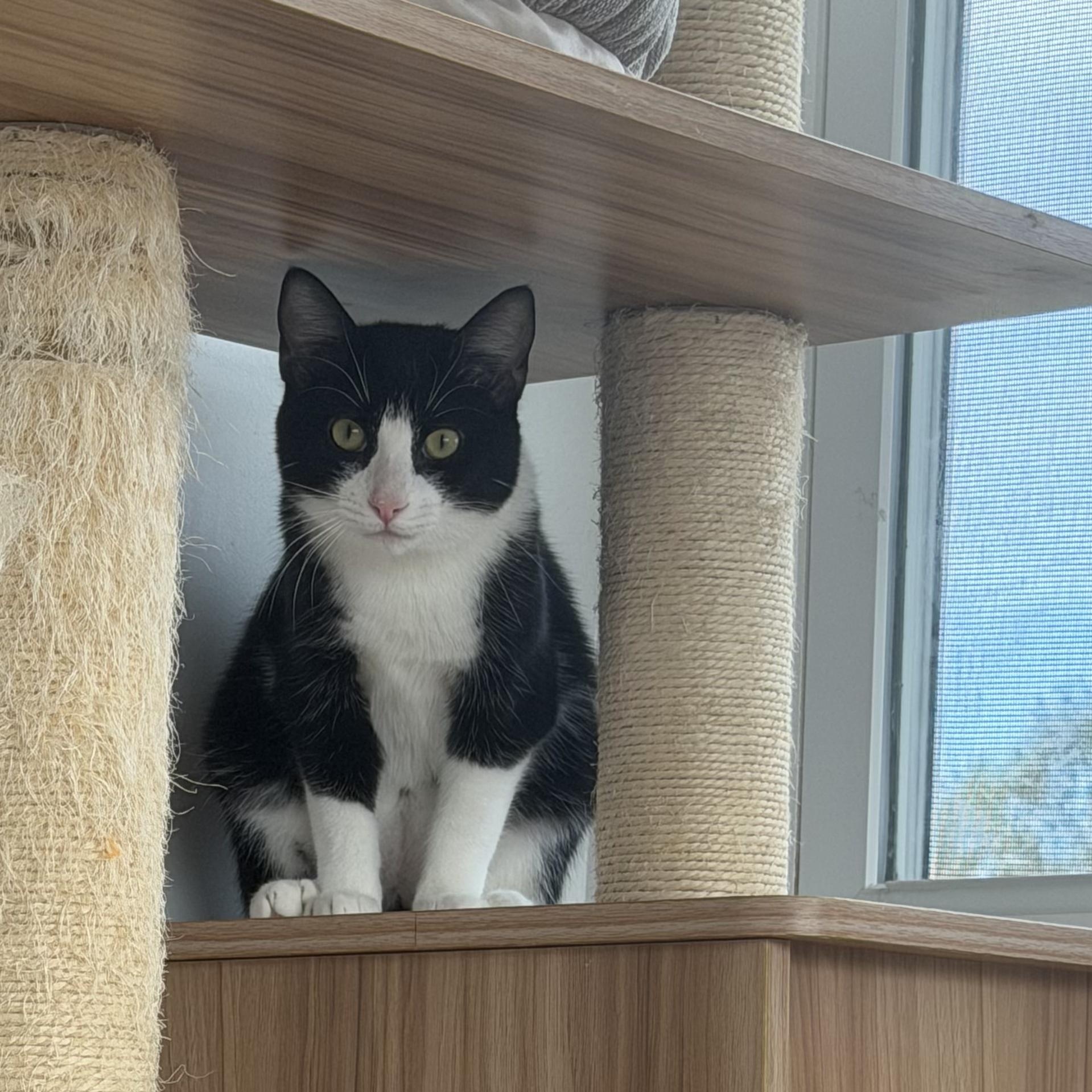 Enlarge Dolly, a Adoptable American Shorthair in Hull, MA image 1/1