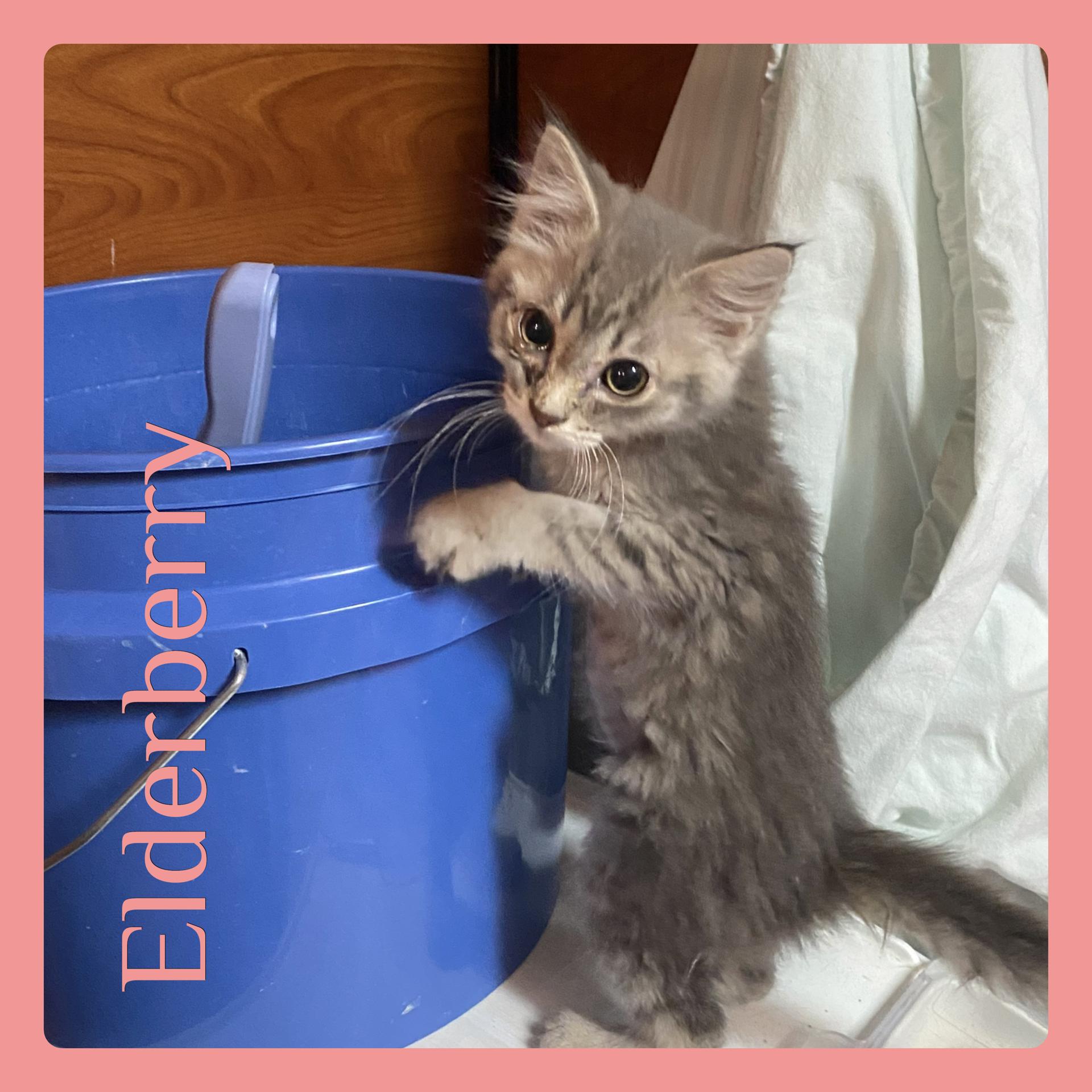 ELDERBERRY, adopted, Kitten Female Tabby.