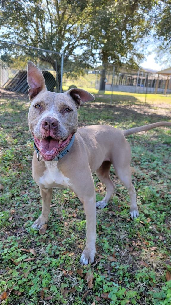 Cherub, Adoptable, Senior Female Mixed Breed.