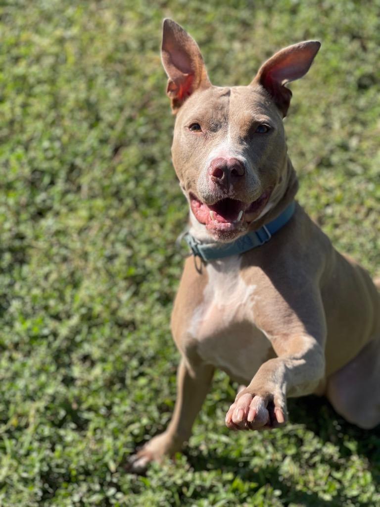 Cherub, a Adoptable mixed breed in Ocala, FL image 2/3