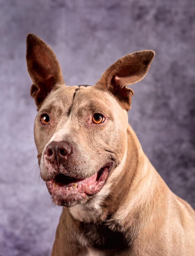 Cherub, a Adoptable mixed breed in Ocala, FL image 3/3