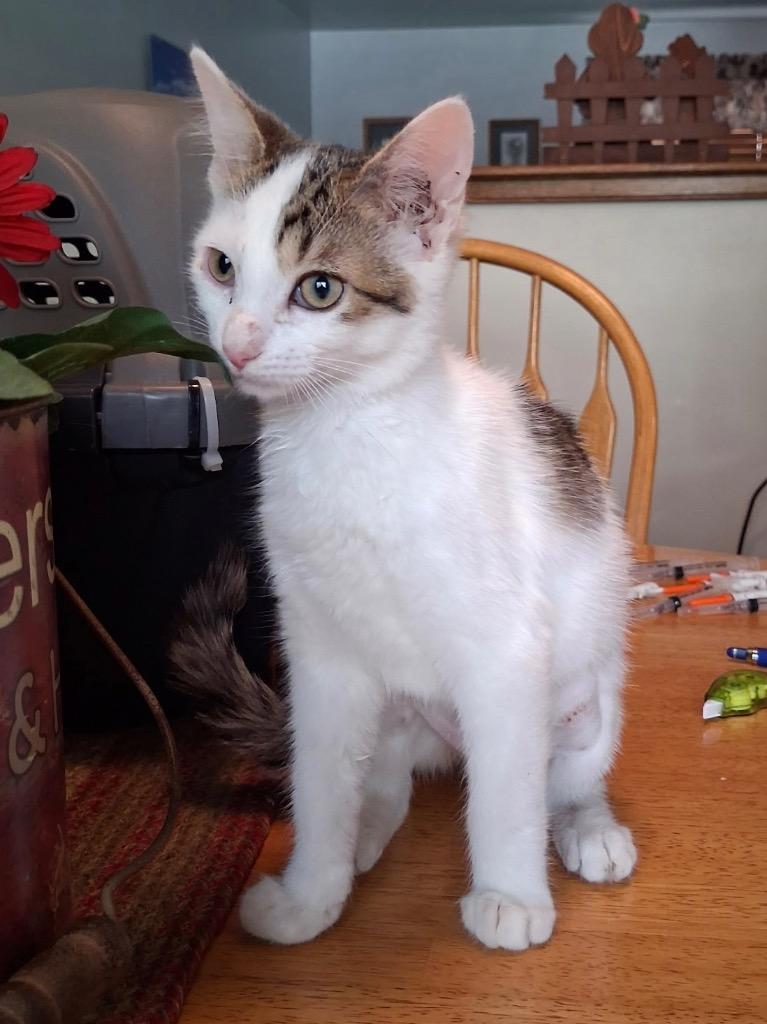 Enlarge Betty P, a Adoptable mixed breed in Ogden, UT image 1/1