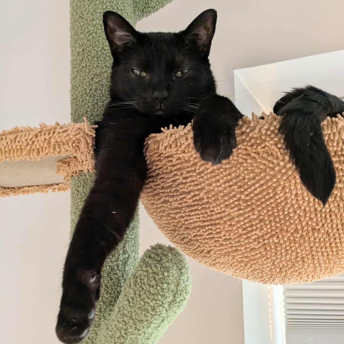 Enlarge Wynkin, an adoptable Domestic Short Hair in Royal Oak, MI image 1/6