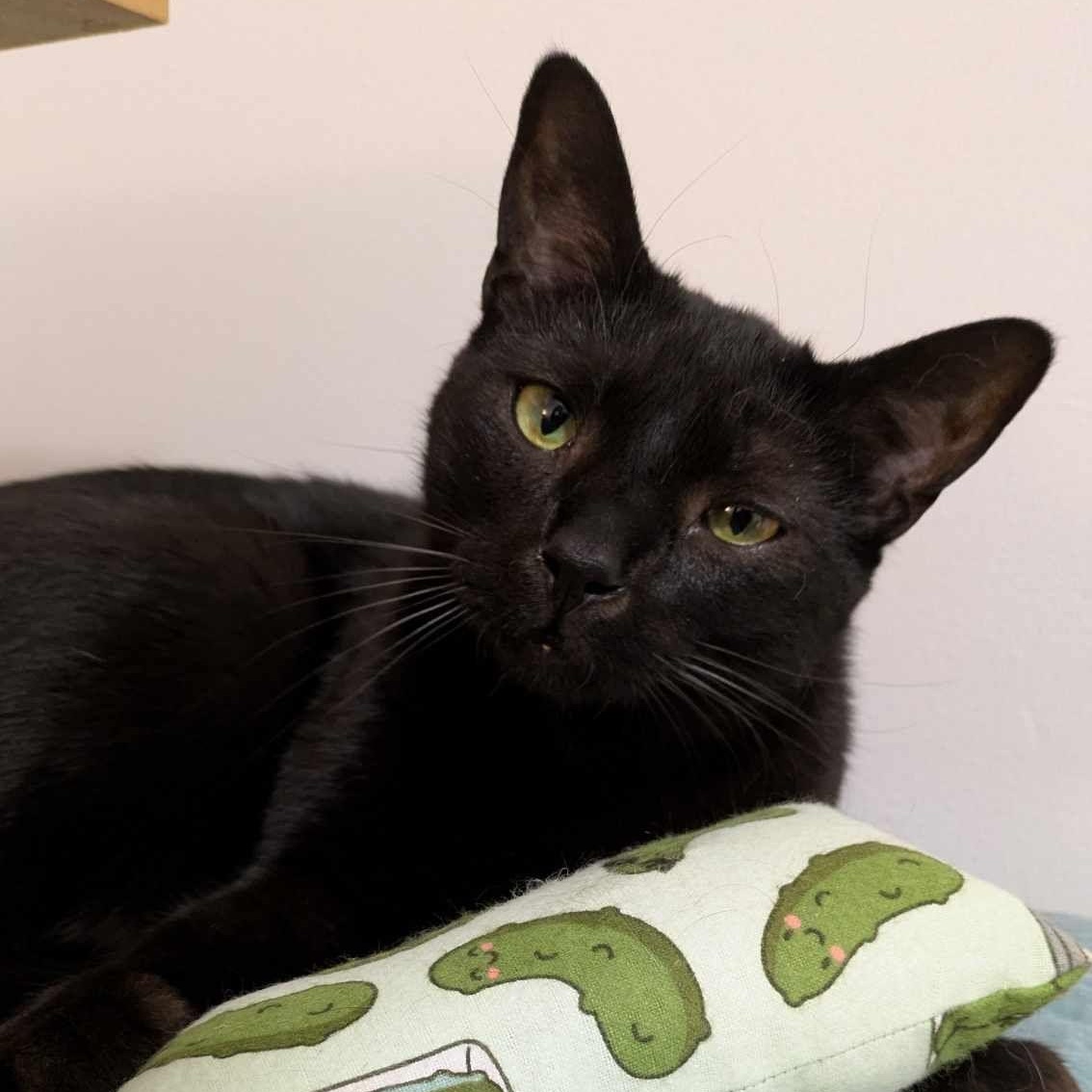 Enlarge Wynkin, an adoptable Domestic Short Hair in Royal Oak, MI image 4/6