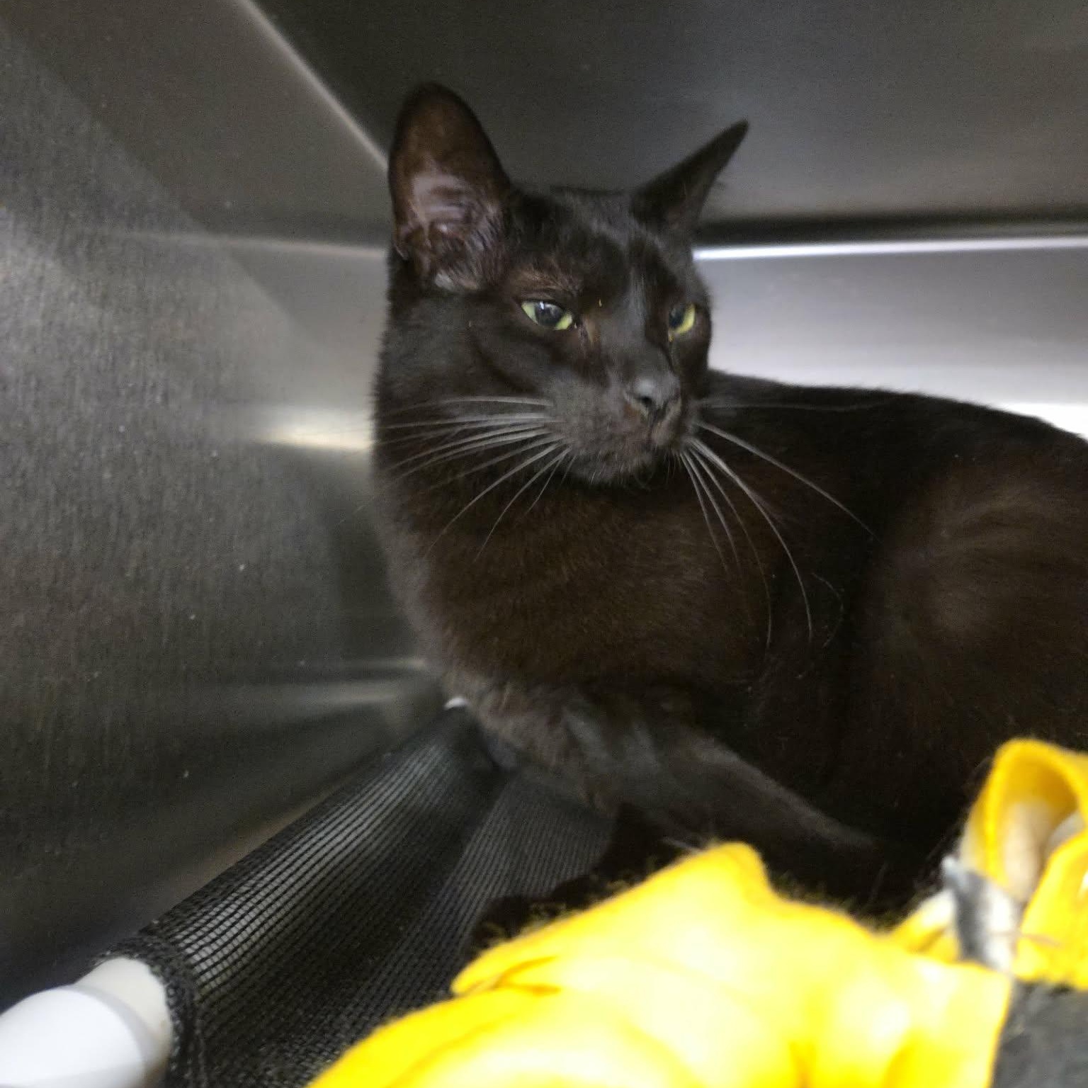 Enlarge Wynkin, an adoptable Domestic Short Hair in Royal Oak, MI image 5/6