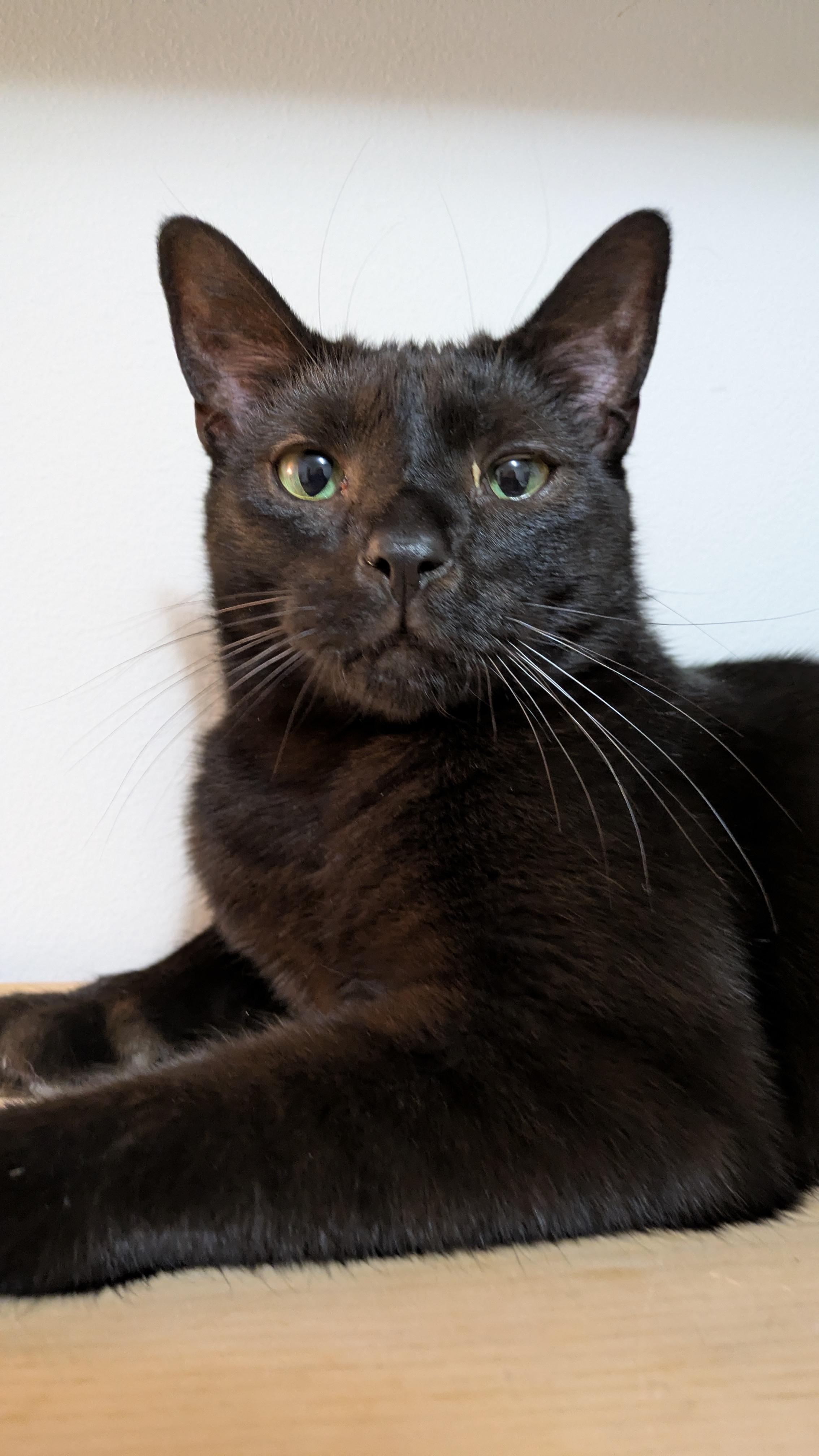 Enlarge Wynkin, an adoptable Domestic Short Hair in Royal Oak, MI image 3/6