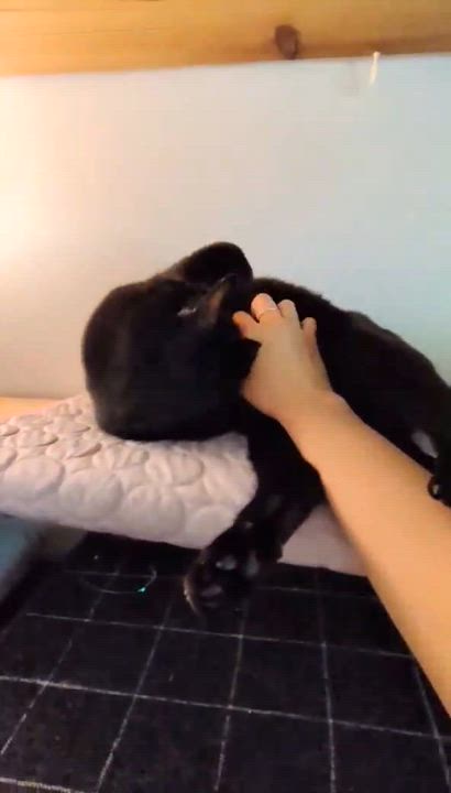 Enlarge Wynkin, an adoptable Domestic Short Hair in Royal Oak, MI video 2/6