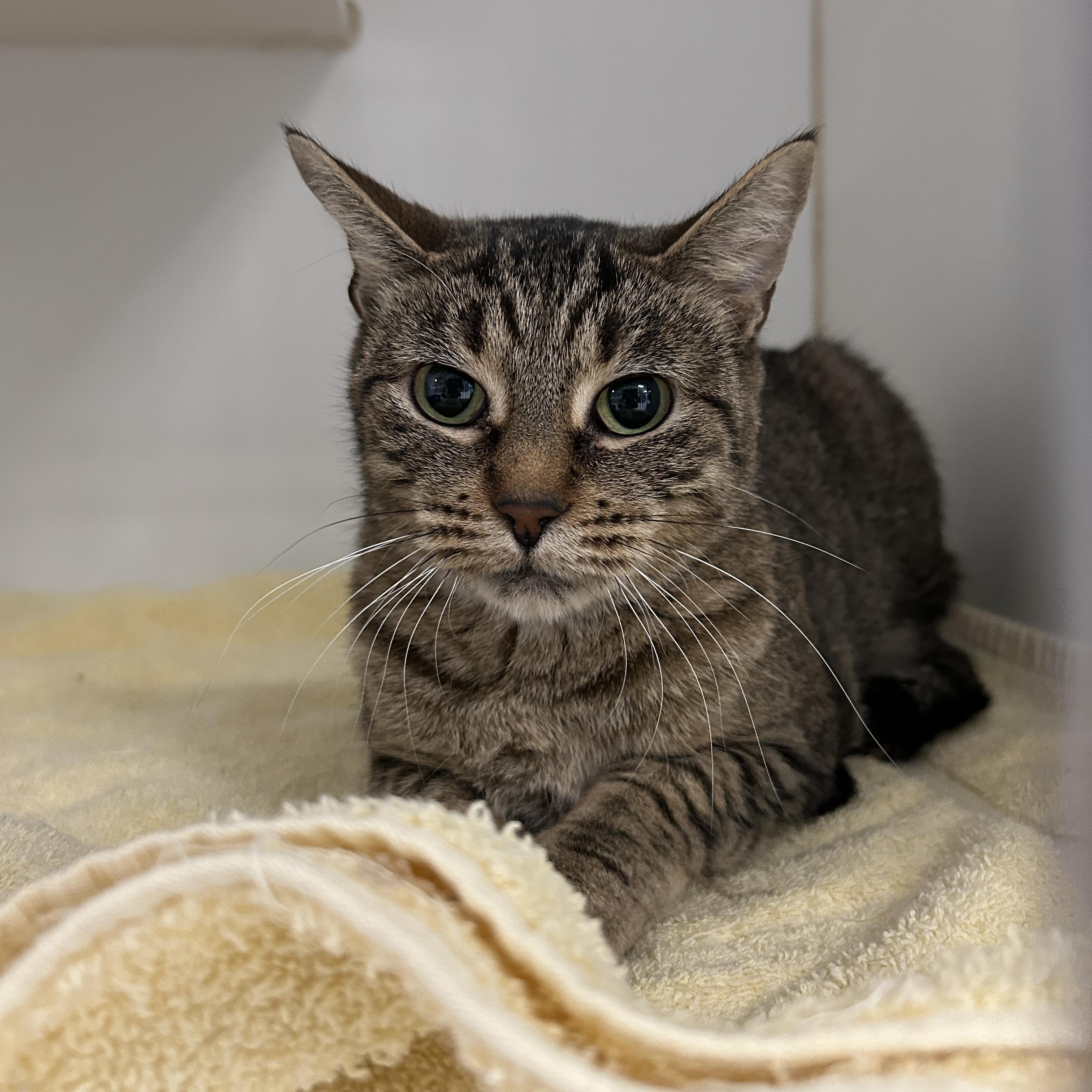 Monarch, a Adoptable Domestic Short Hair in La Grange Park, IL image 1/5