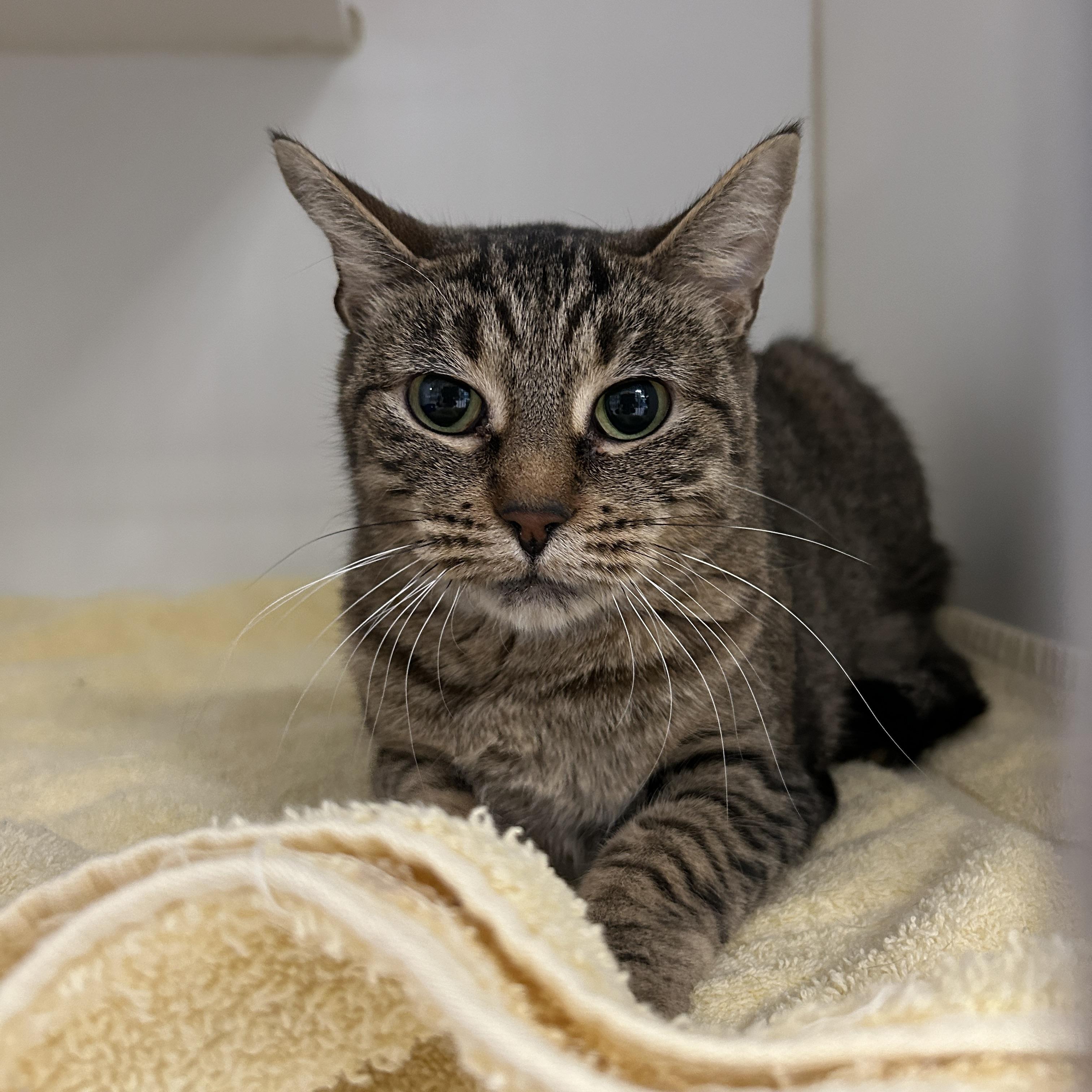 Monarch, a Adoptable Domestic Short Hair in La Grange Park, IL image 2/5