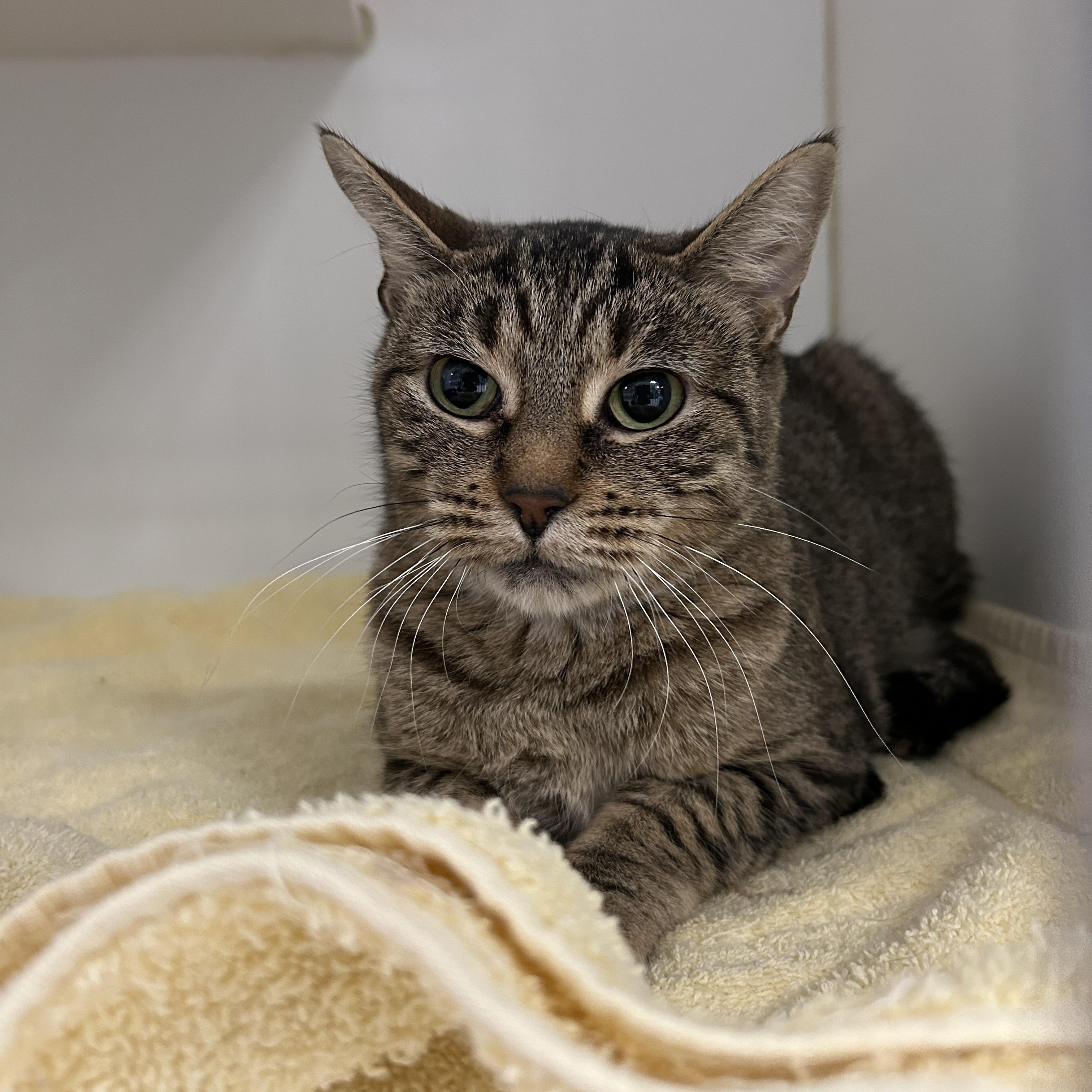 Monarch, a Adoptable Domestic Short Hair in La Grange Park, IL image 3/5