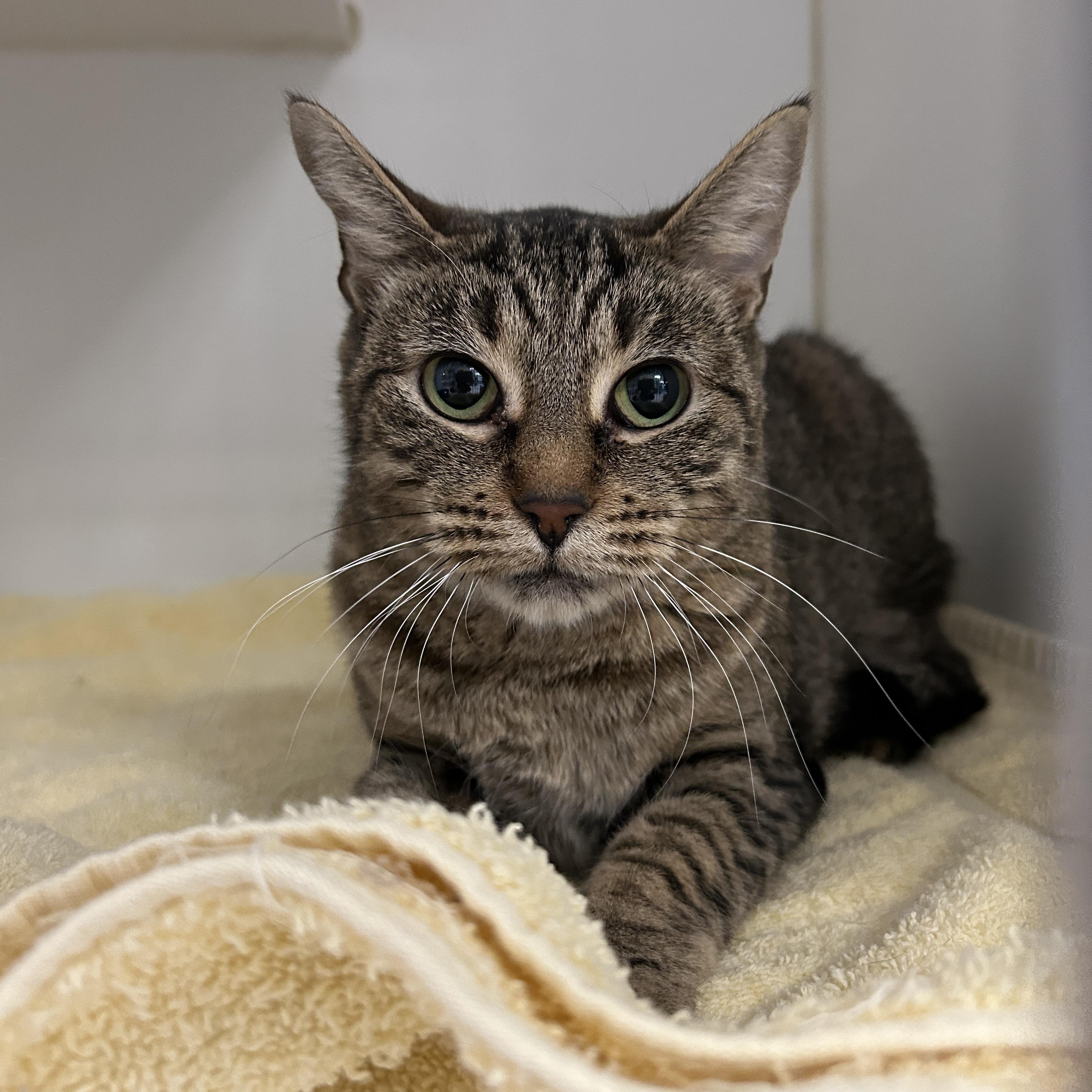 Monarch, a Adoptable Domestic Short Hair in La Grange Park, IL image 4/5