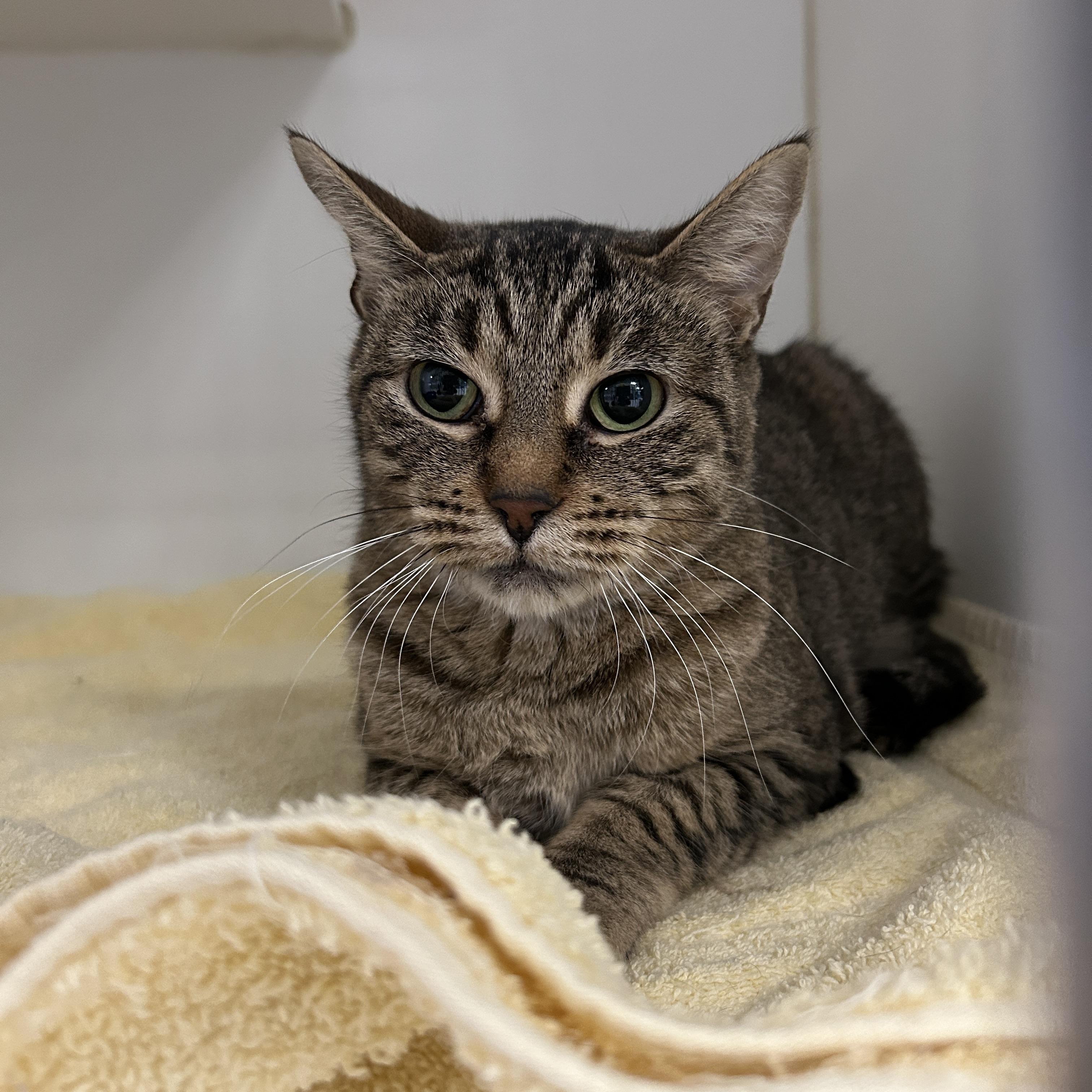 Monarch, a Adoptable Domestic Short Hair in La Grange Park, IL image 5/5