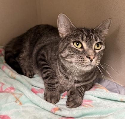 Piglet & Pooh Bonded Pair, a Adoptable mixed breed in East Brookfield, MA image 1/2