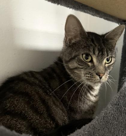 Piglet & Pooh Bonded Pair, Adoptable, Adult Male Domestic Short Hair & Domestic Short Hair.